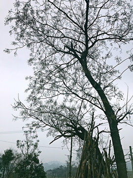 地筍苗寨