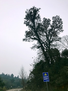 地筍苗寨