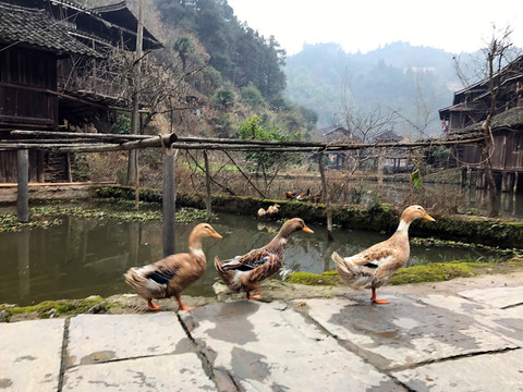 地筍苗寨