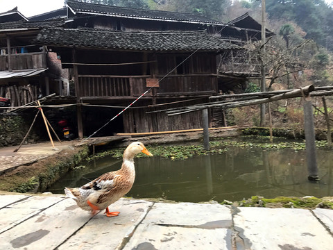 地筍苗寨