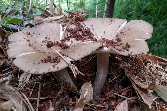 野生菌