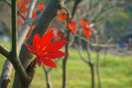 紅楓