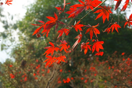 紅楓