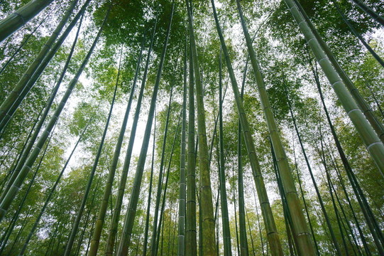 竹林