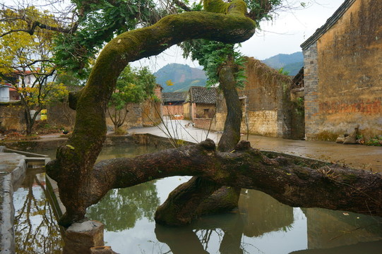 鄉(xiāng)村古樹