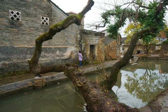 鄉(xiāng)村古樹