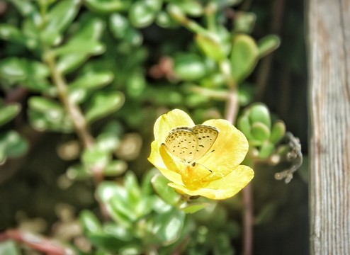 蝶戀花