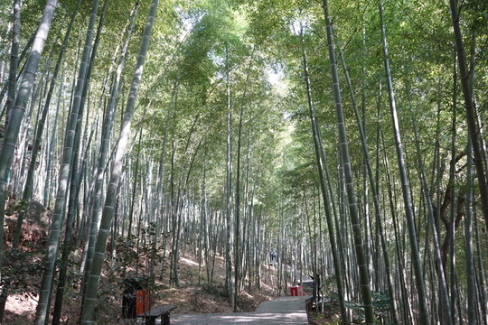 陽光竹林