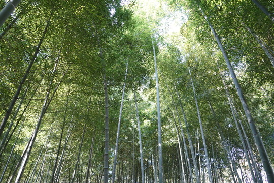 陽(yáng)光竹林