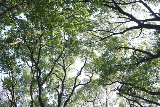 陽光樹林 參天大樹 原始森林