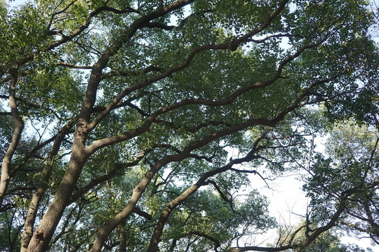 陽光樹林 參天大樹 原始森林