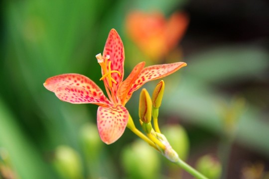 金針紅花