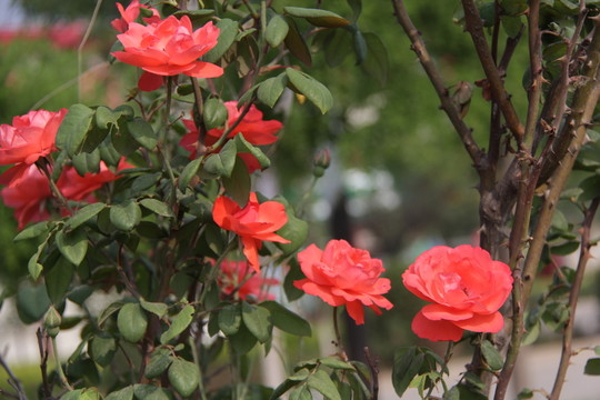 月季紅花