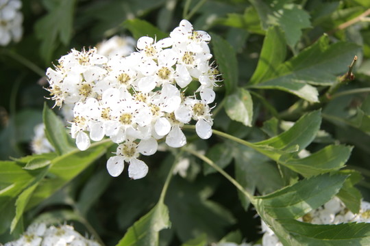 海堂花