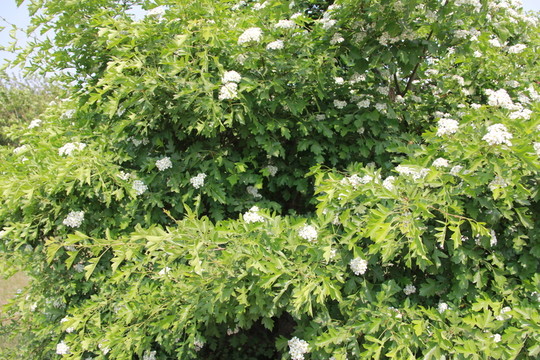 綠葉白花