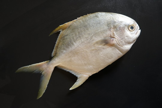 金鯧魚特寫 黃鯧魚高清