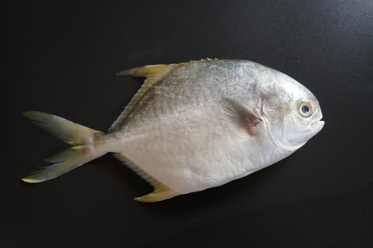 金鯧魚特寫 黃鯧魚高清
