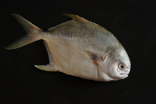 金鯧魚特寫 黃鯧魚高清