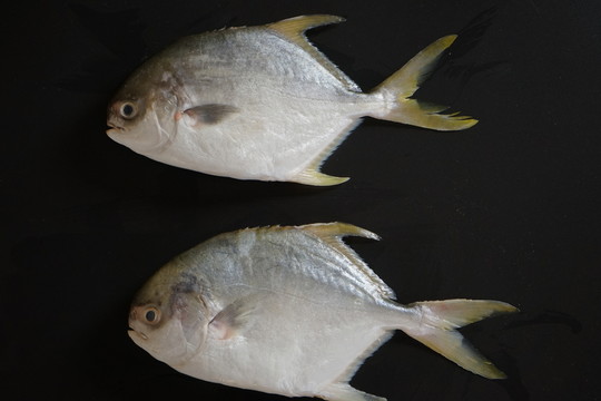 武昌魚 金鯧魚特寫 黃鯧魚高清