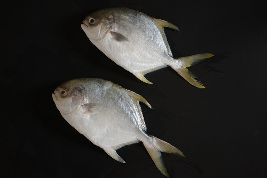武昌魚 金鯧魚特寫 黃鯧魚高清