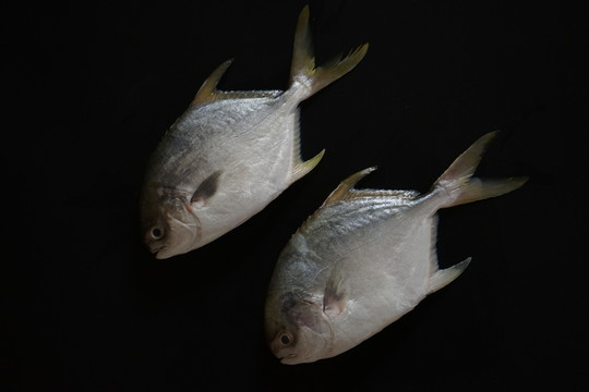 武昌魚 金鯧魚特寫 黃鯧魚高清