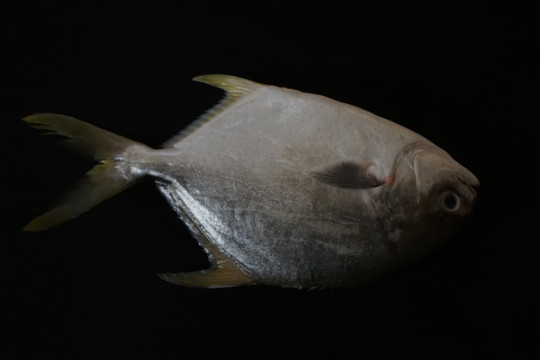 武昌魚 金鯧魚特寫 黃鯧魚高清