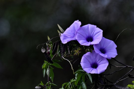 盛開(kāi)的喇叭花