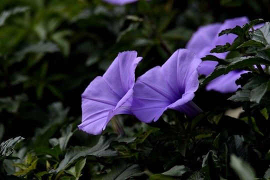 盛開(kāi)的喇叭花
