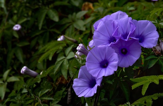 盛開(kāi)的喇叭花