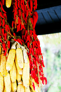 豐收 玉米 辣椒