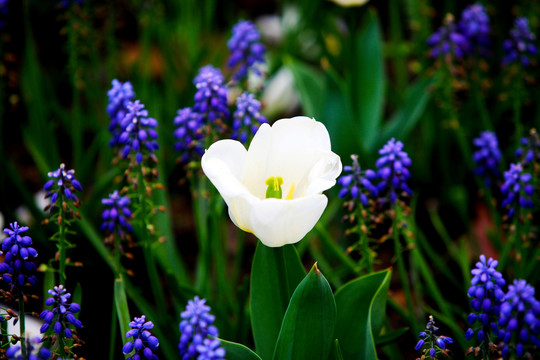 小花