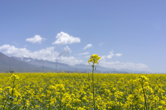 門源油菜花田