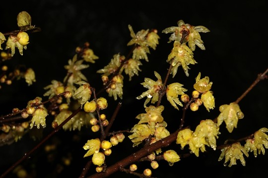 雨中臘梅