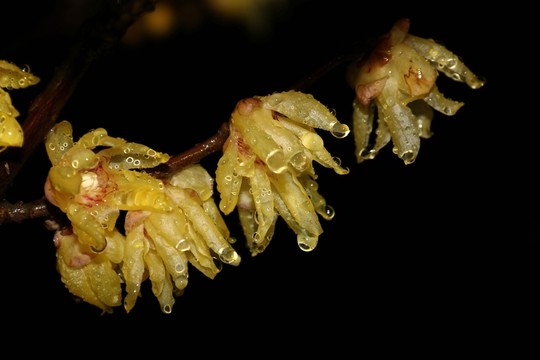 雨中臘梅