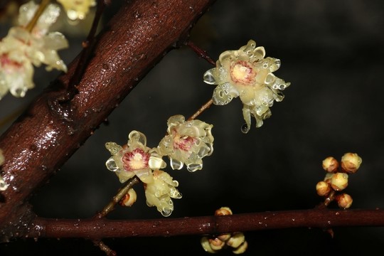雨中臘梅