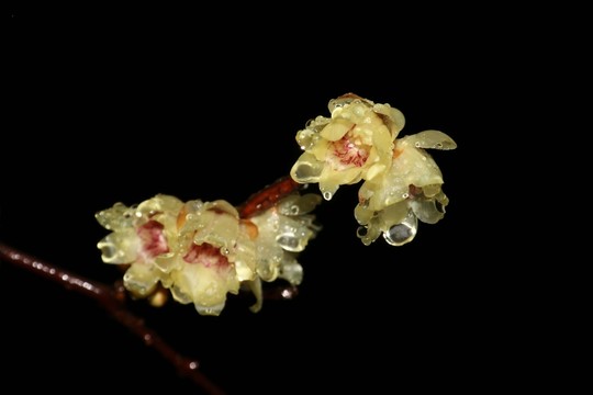 雨中臘梅