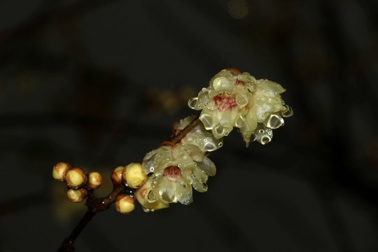雨中臘梅