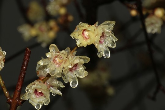 雨中臘梅