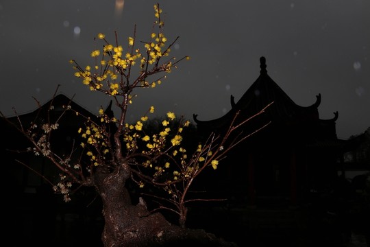 雨中臘梅