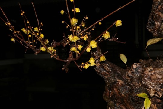 雨中臘梅