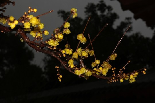 雨中臘梅