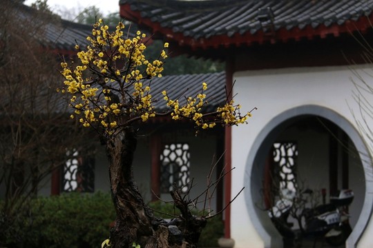 臘梅
