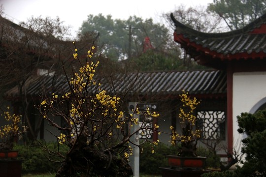 臘梅