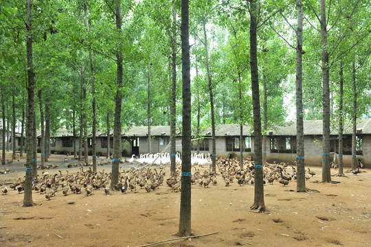 生態(tài)養(yǎng)殖場