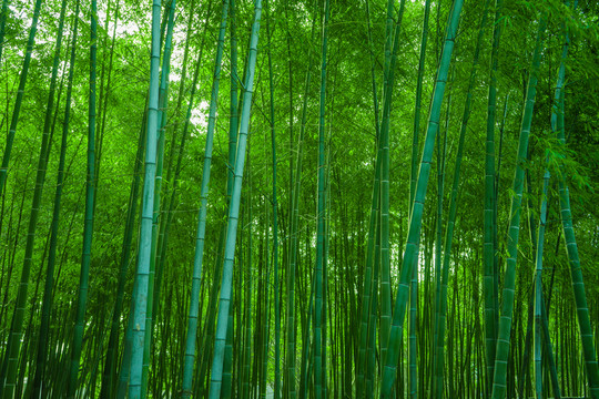 竹林風(fēng)光 竹林背景素材
