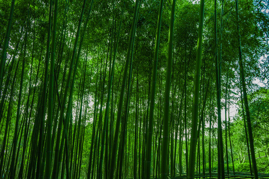 竹林風(fēng)光 竹林背景素材
