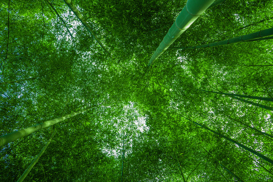 竹林風(fēng)光 竹林背景素材