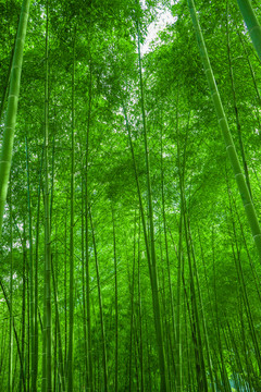 竹林風(fēng)光 竹林背景素材
