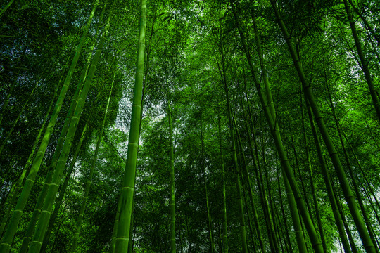 竹林風(fēng)光 陽光竹林 唯美竹林