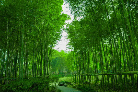 竹林風(fēng)光 陽光竹林 唯美竹林